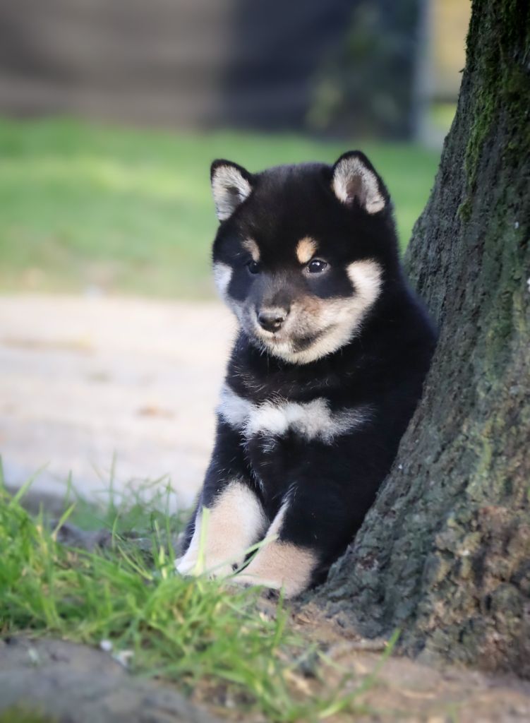 chiot Shiba De Sibirska Utopia