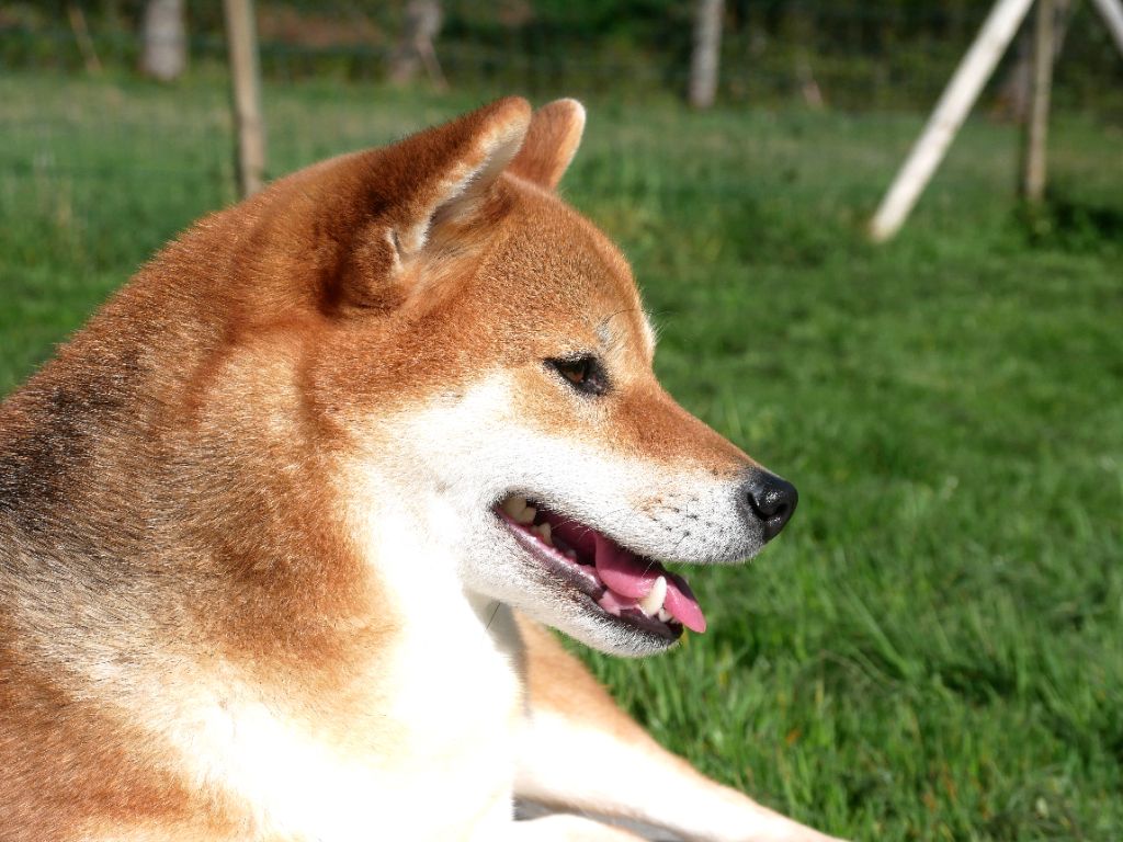 Okimi De Sibirska Utopia