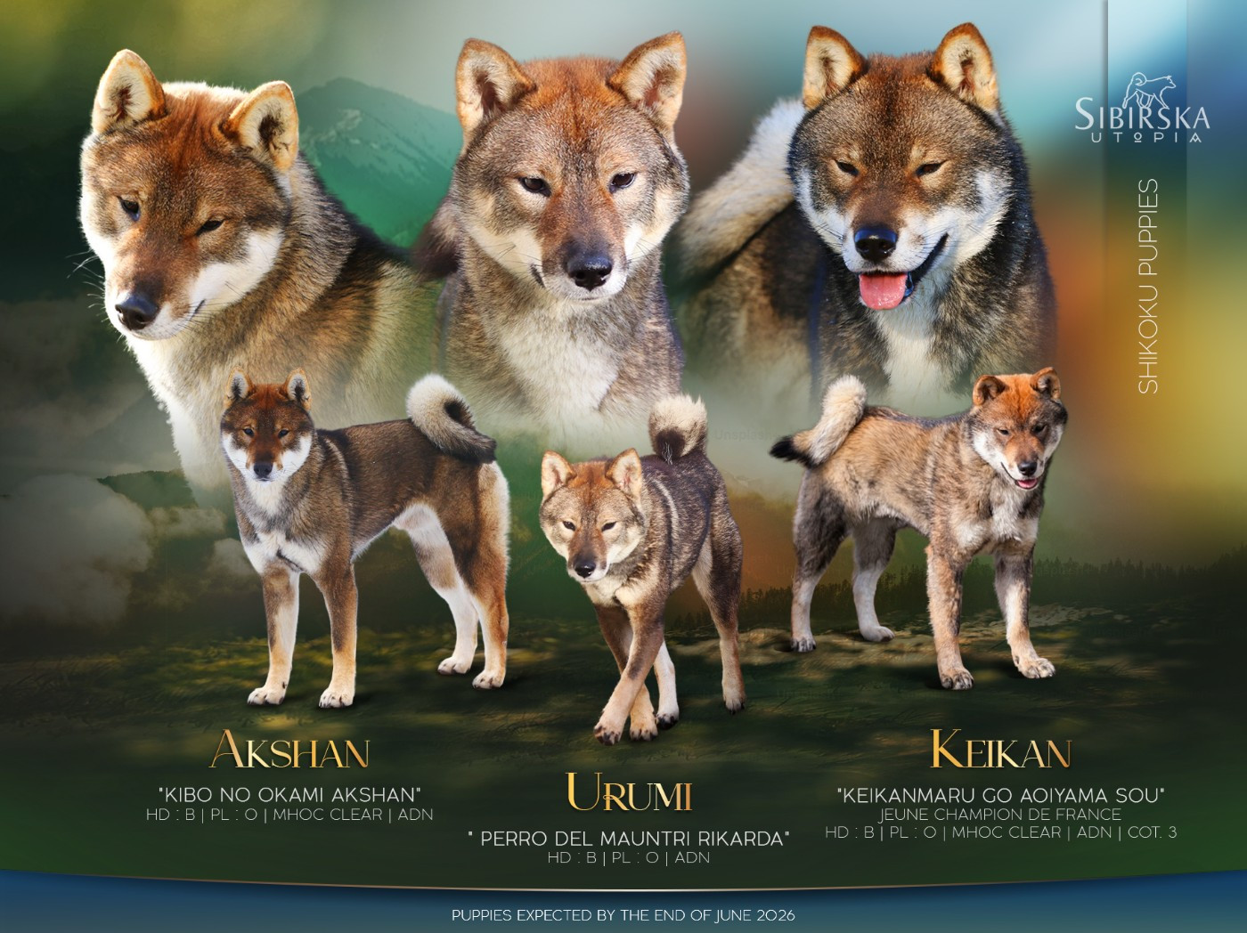 Naissances de chiots Shikoku attendues pour Juin 2026 !