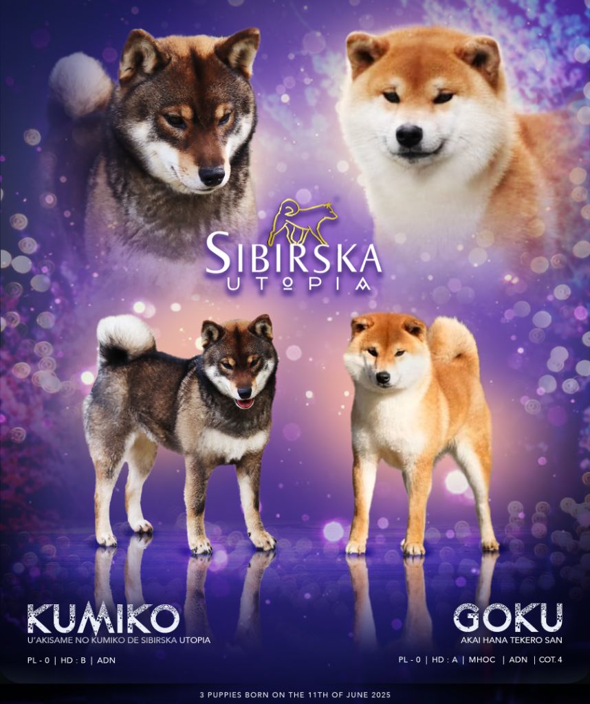 3 chiots roux sont nés début Juin 2025 !