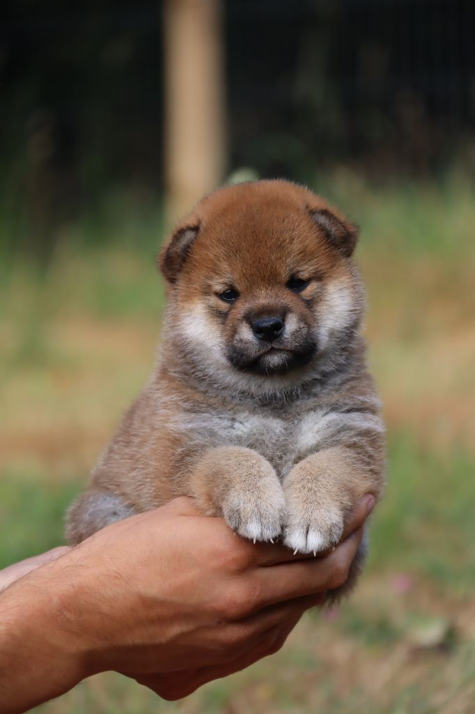 De Sibirska Utopia - Chiots disponibles - Shiba