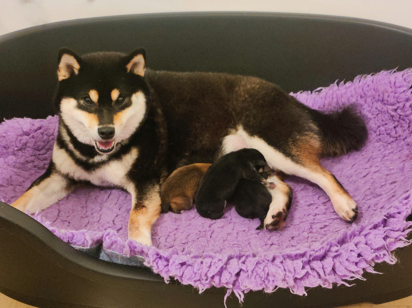 Chiot Shiba De Sibirska Utopia