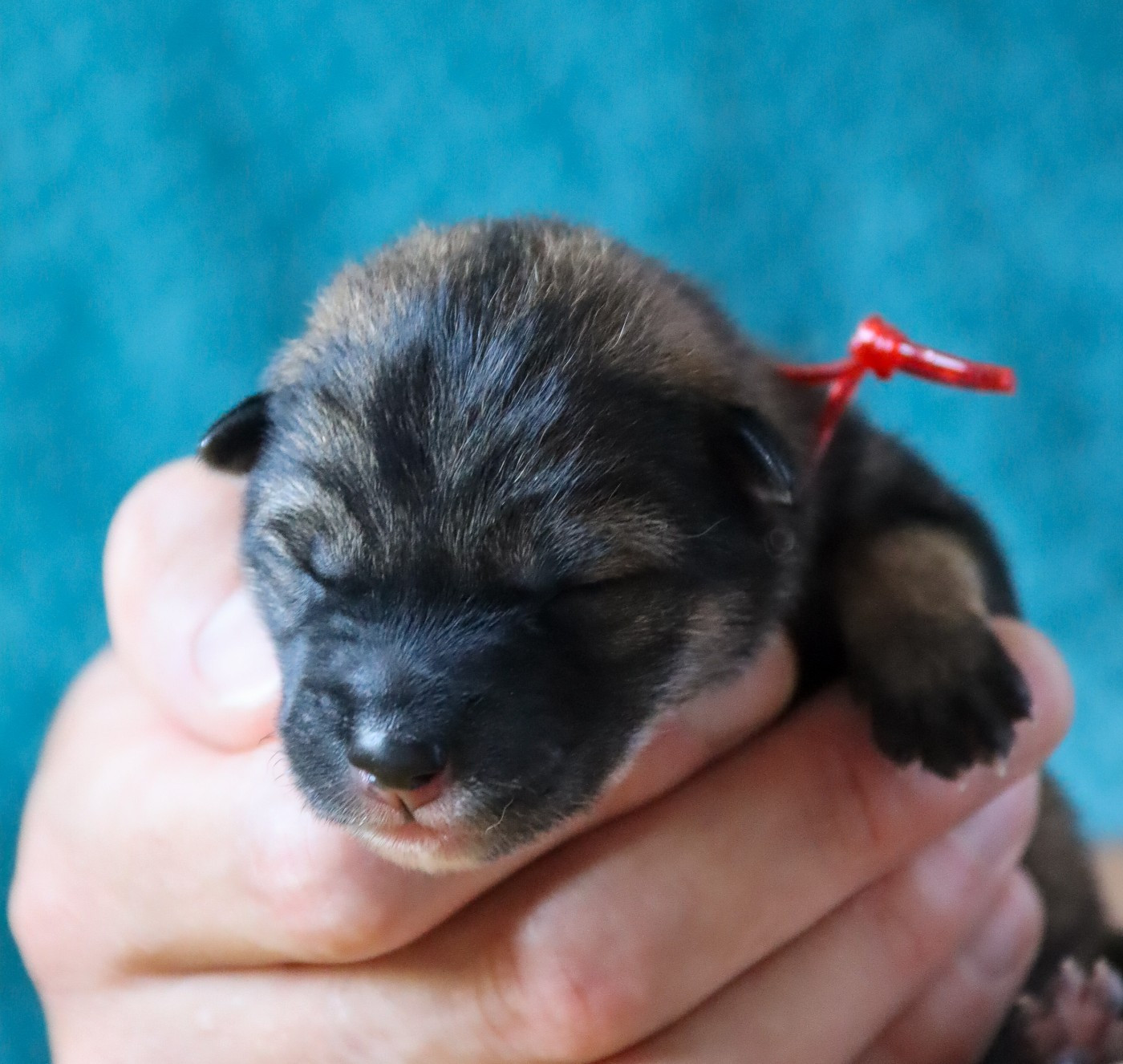 De Sibirska Utopia - Chiots disponibles - Shikoku