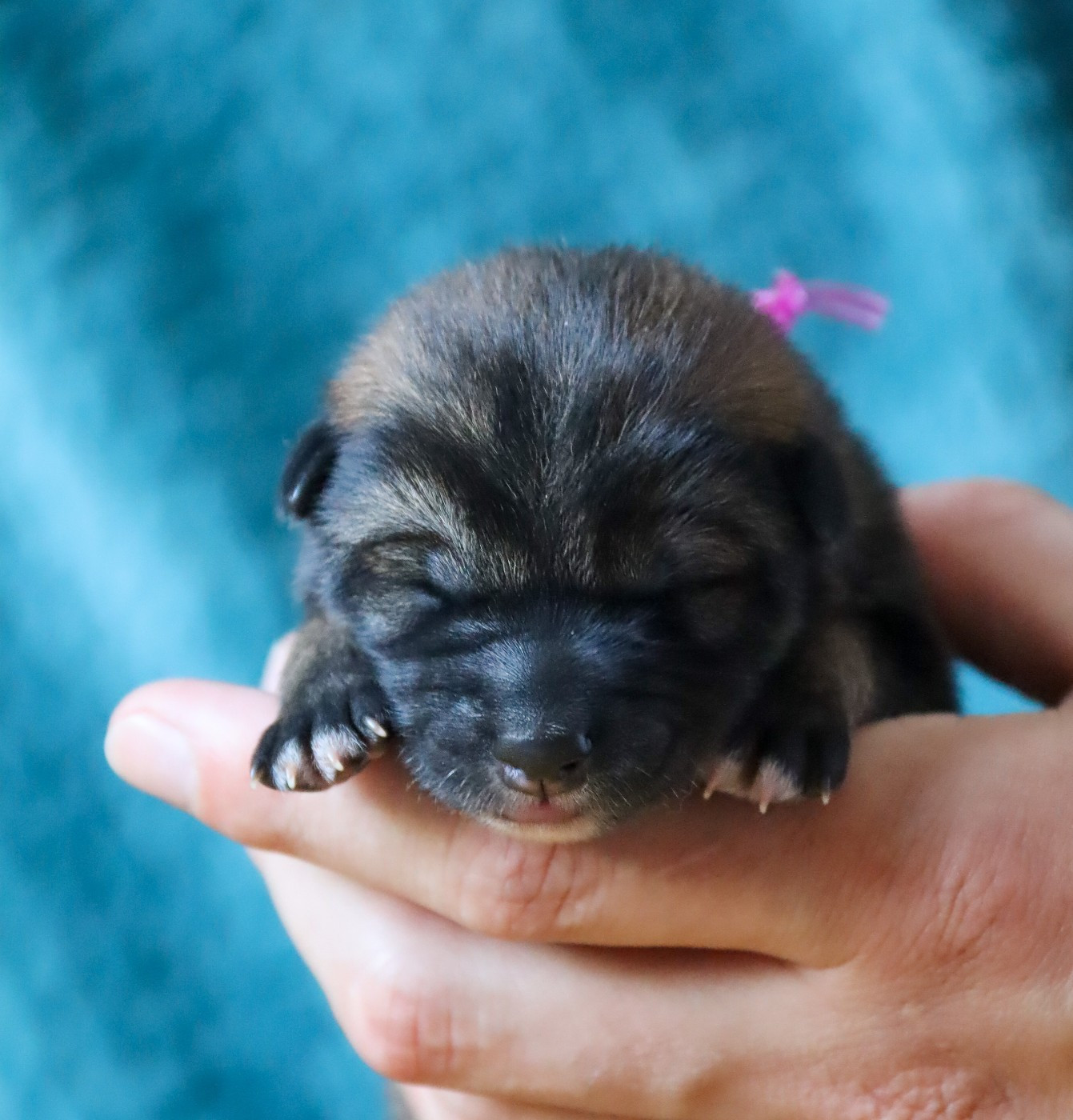 De Sibirska Utopia - Chiots disponibles - Shikoku