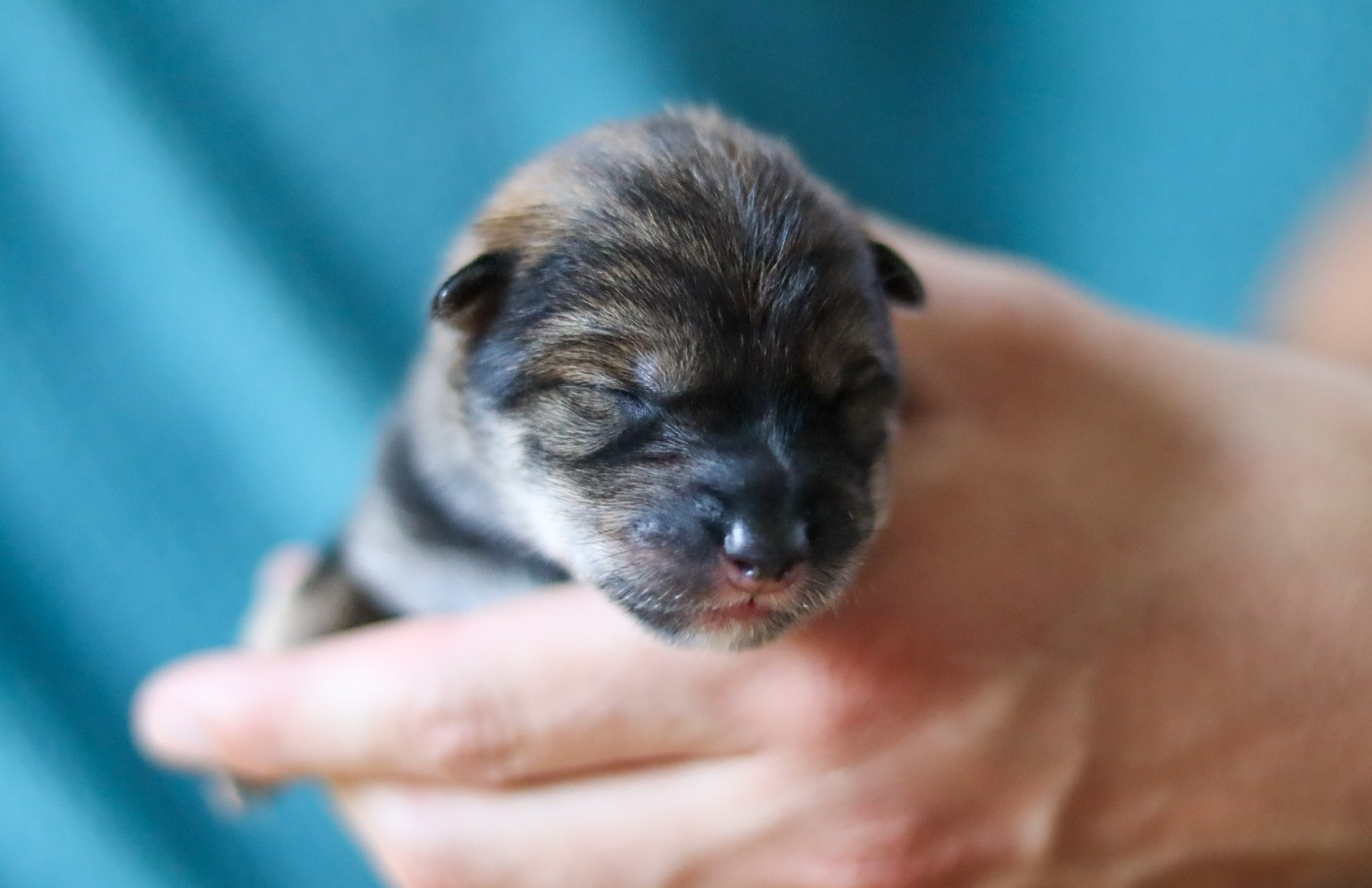 De Sibirska Utopia - Chiots disponibles - Shikoku