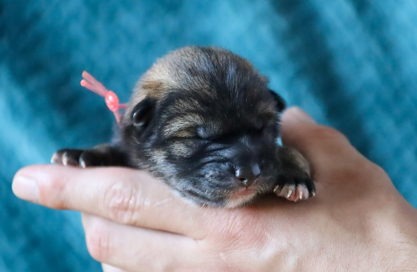 De Sibirska Utopia - Chiots disponibles - Shikoku