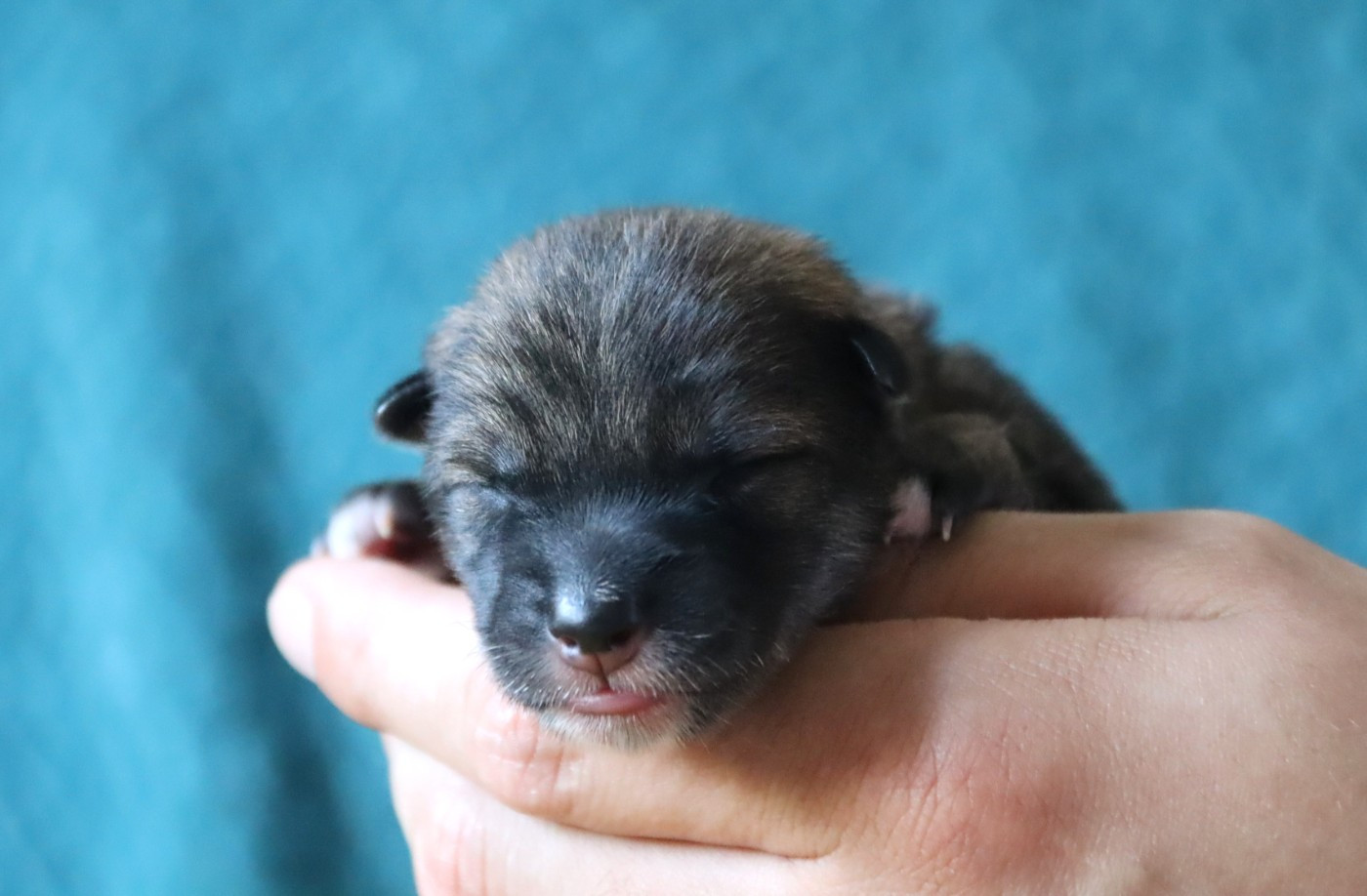 De Sibirska Utopia - Chiots disponibles - Shikoku