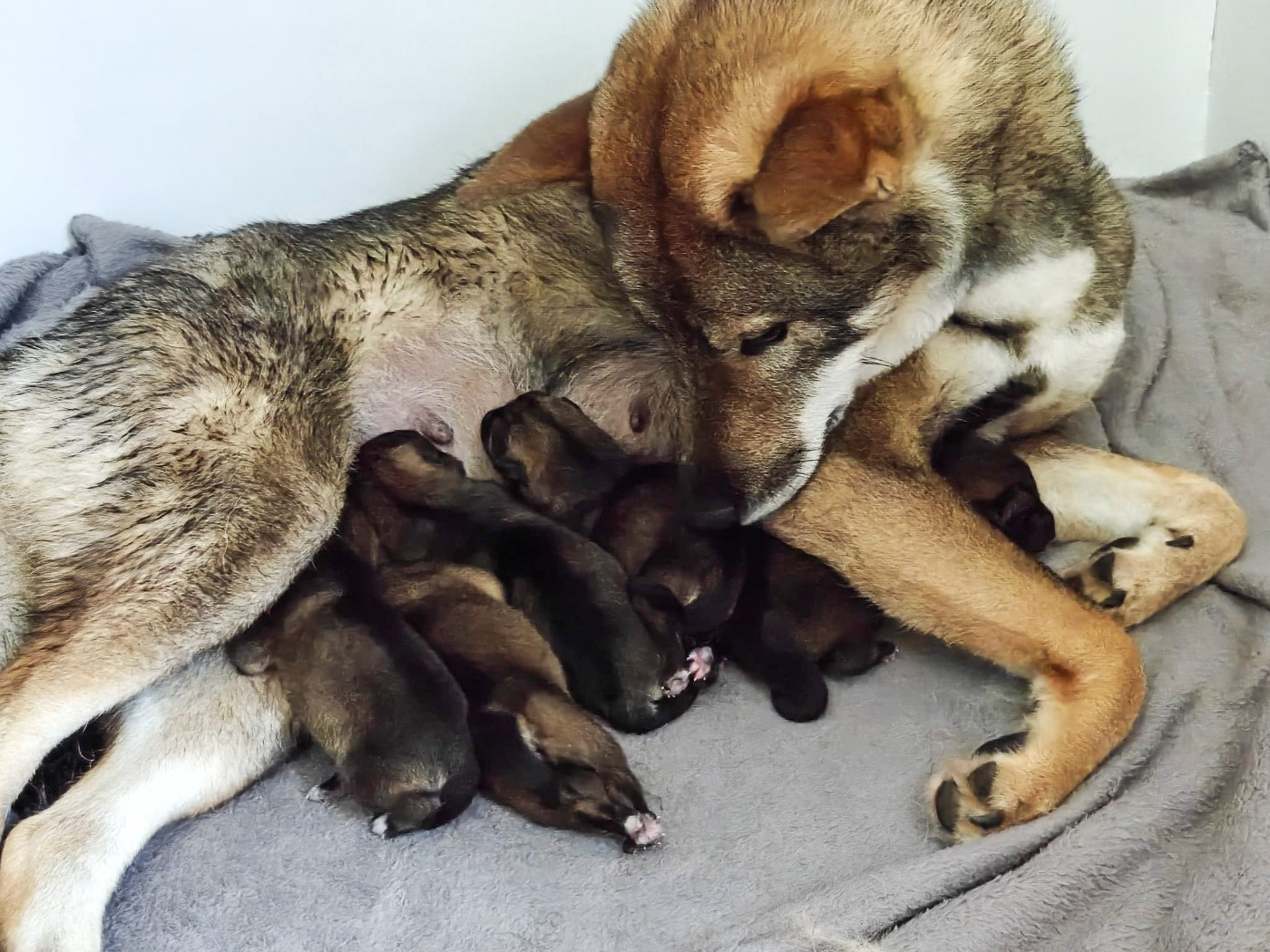 Chiot Shikoku De Sibirska Utopia