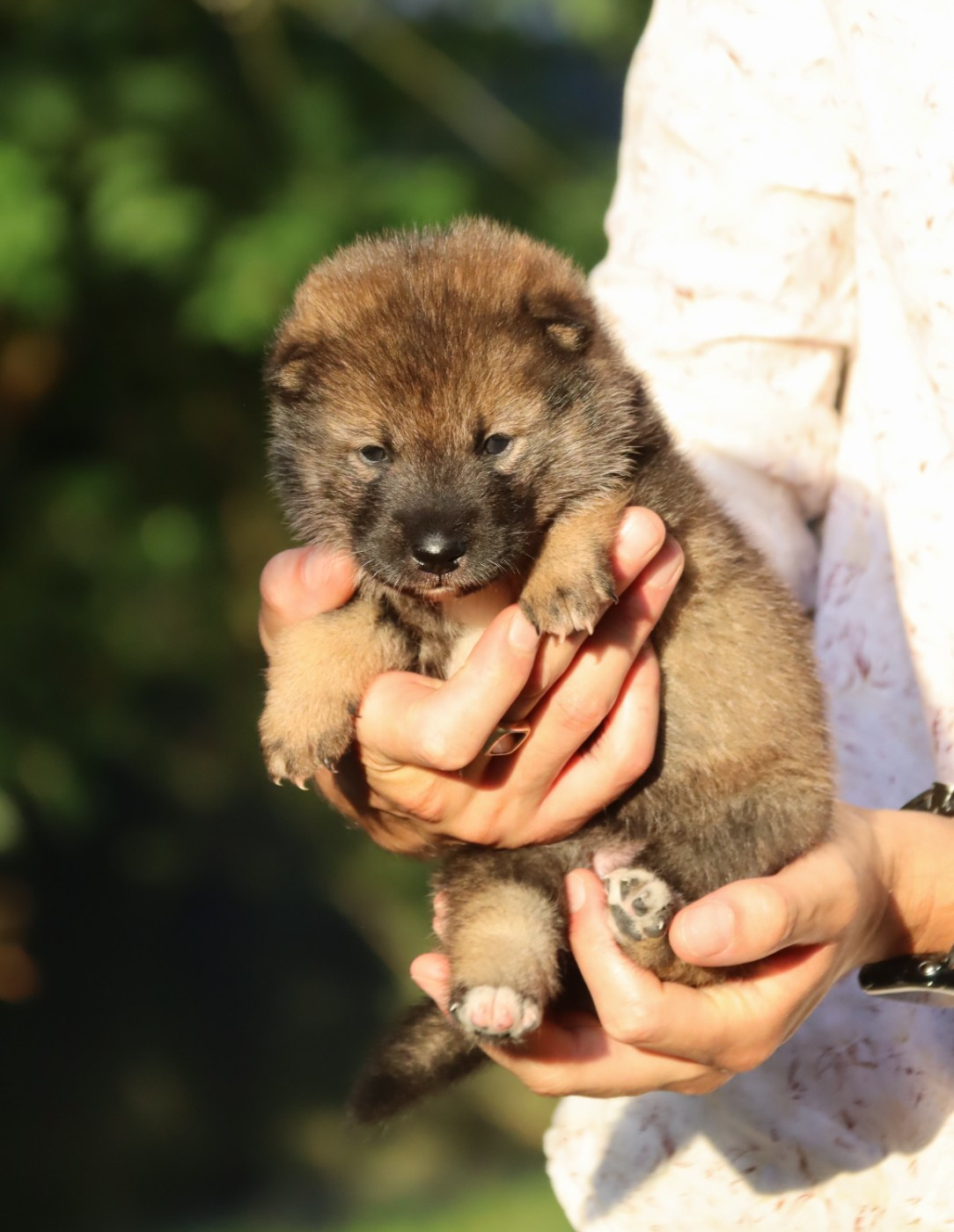 De Sibirska Utopia - Chiots disponibles - Shikoku