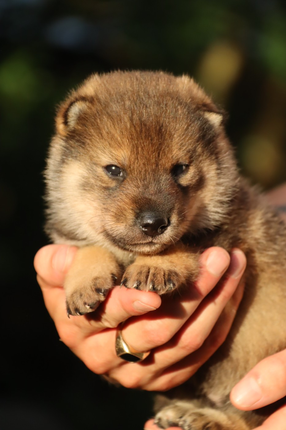 De Sibirska Utopia - Chiots disponibles - Shikoku