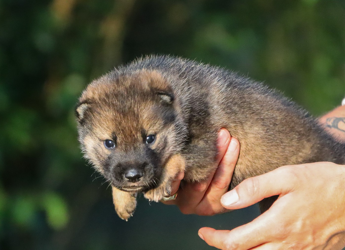 De Sibirska Utopia - Chiots disponibles - Shikoku