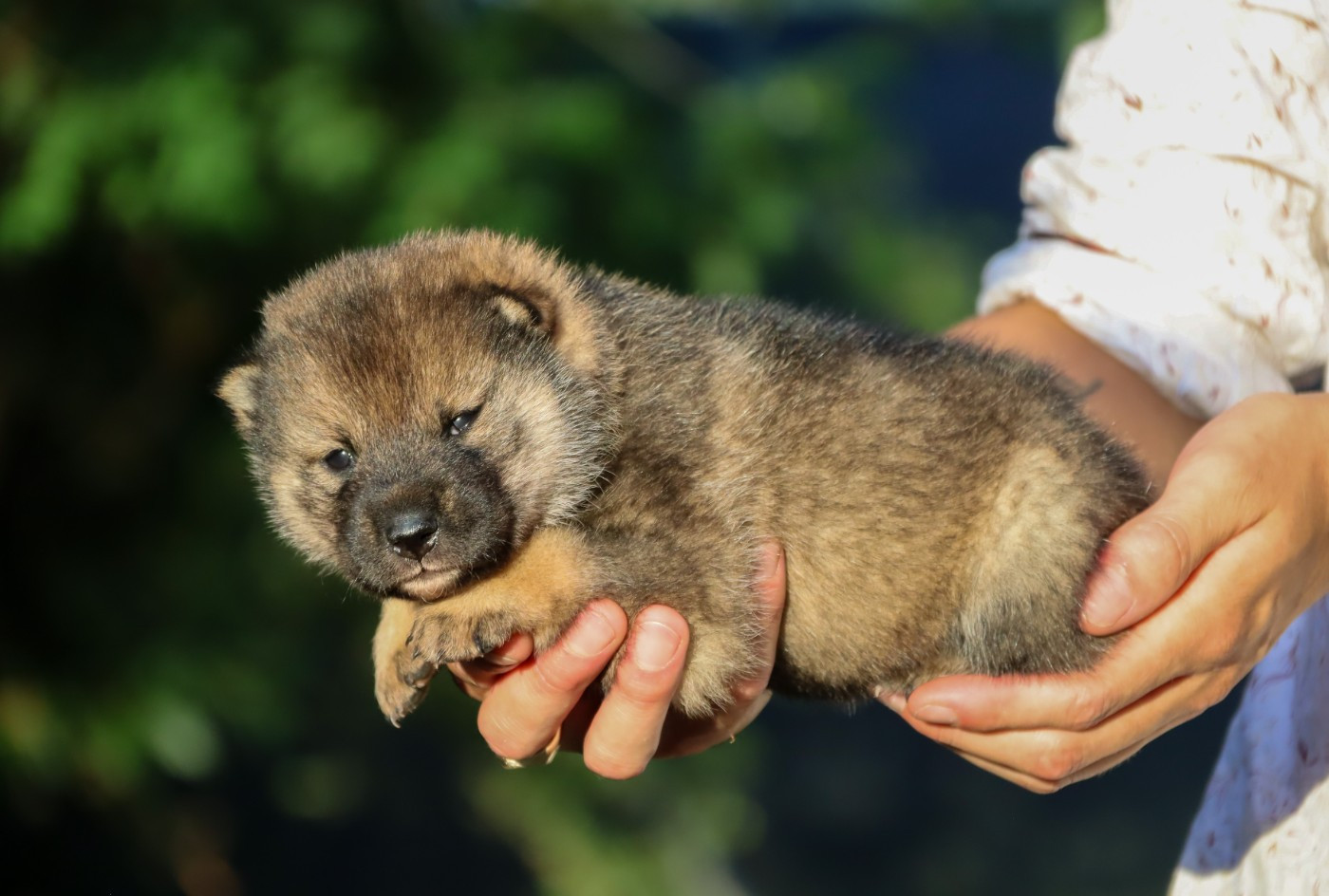 De Sibirska Utopia - Chiots disponibles - Shikoku