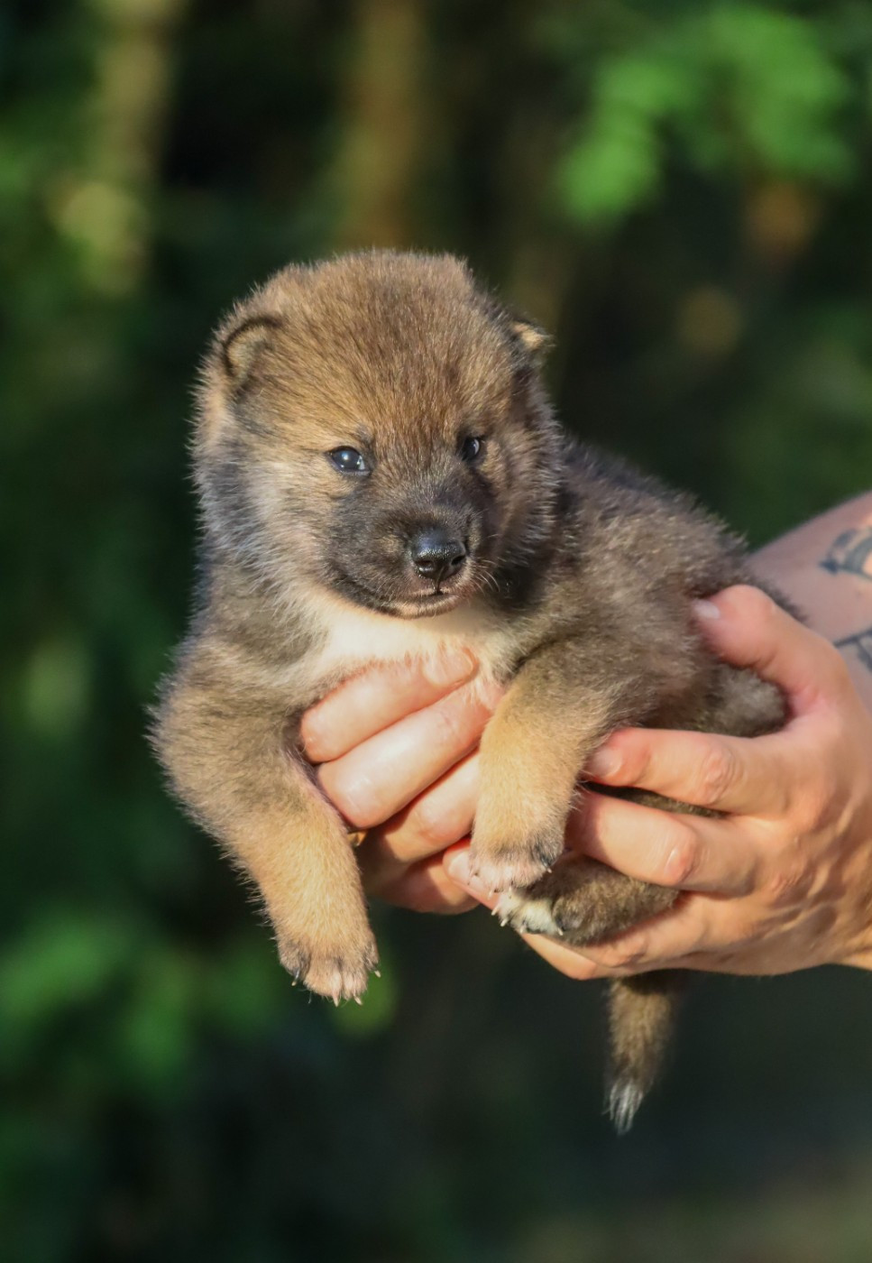 De Sibirska Utopia - Chiots disponibles - Shikoku
