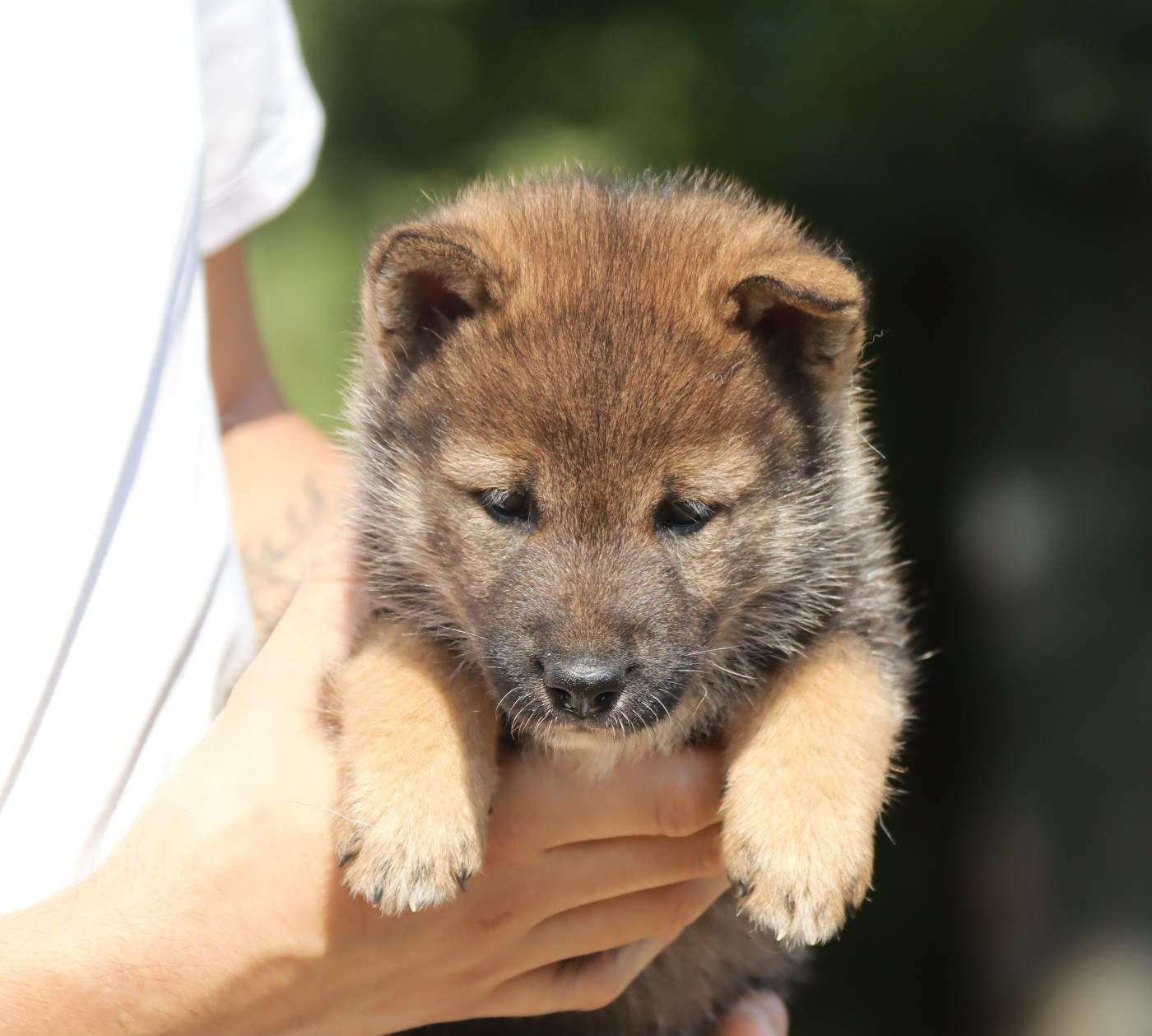 De Sibirska Utopia - Chiots disponibles - Shikoku