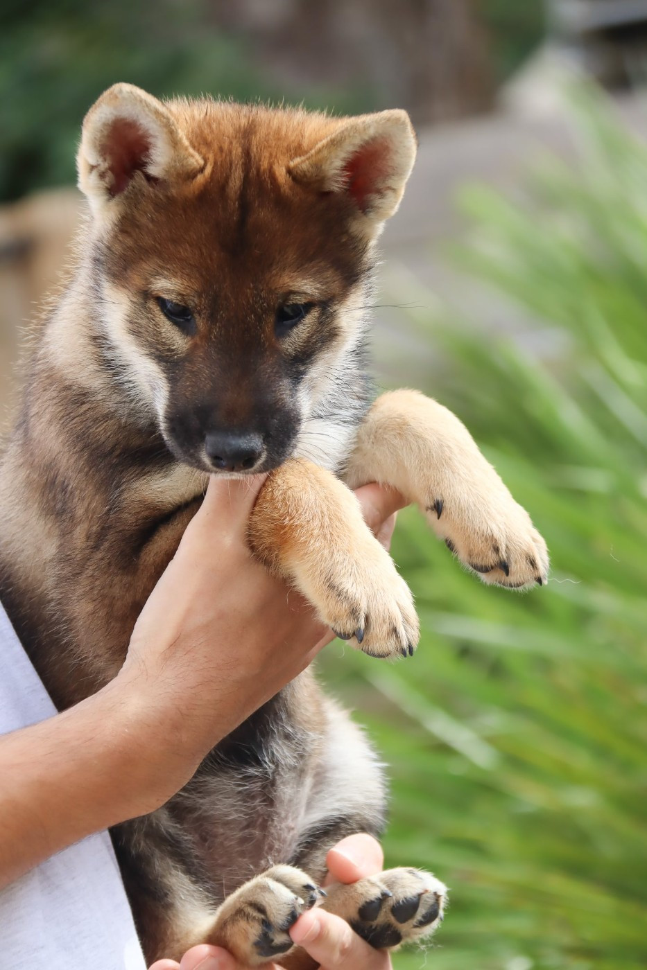 De Sibirska Utopia - Chiots disponibles - Shikoku
