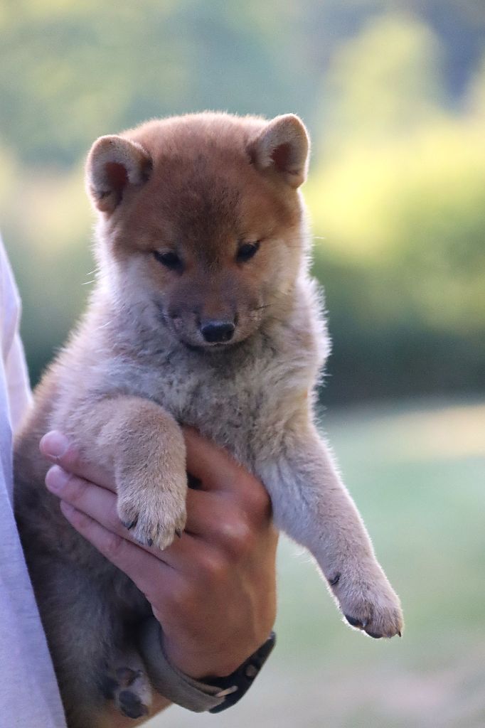 De Sibirska Utopia - Chiots disponibles - Shiba