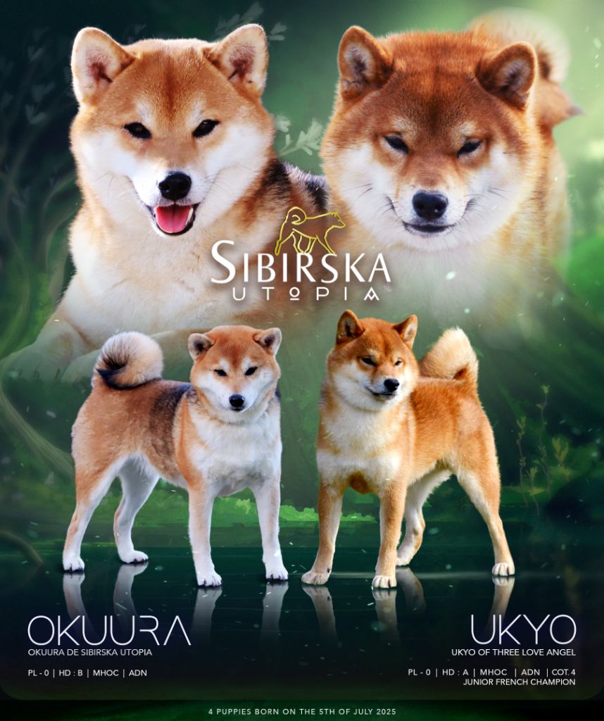 De Sibirska Utopia - Shiba - Portée née le 05/07/2025