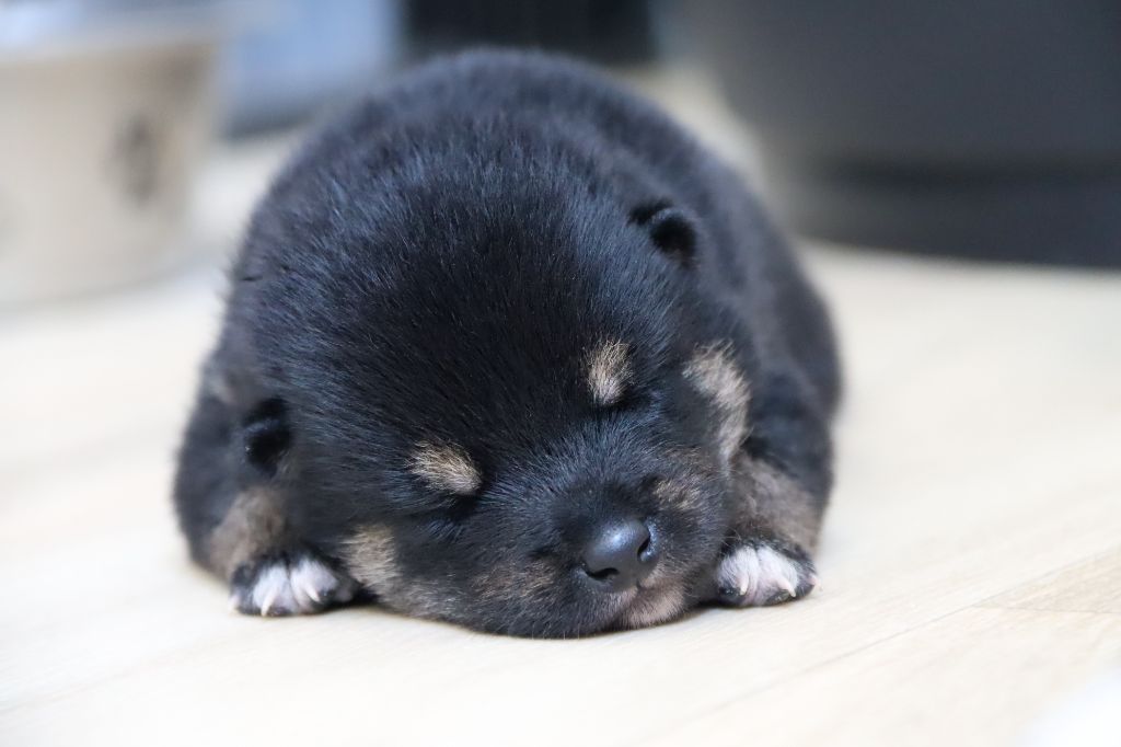 De Sibirska Utopia - Chiots disponibles - Shiba