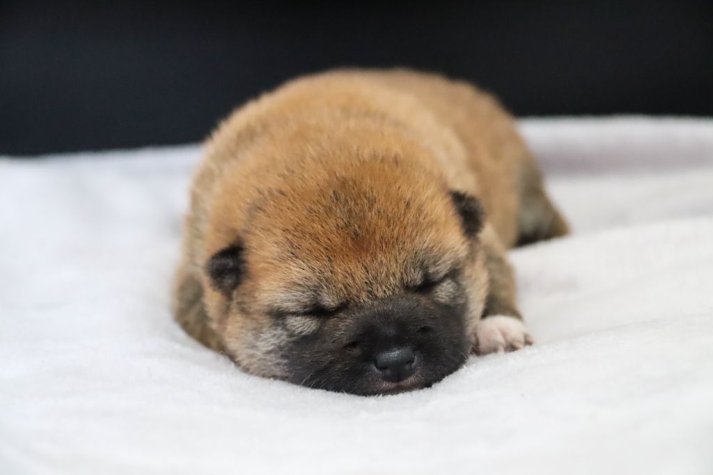 De Sibirska Utopia - Chiots disponibles - Shiba