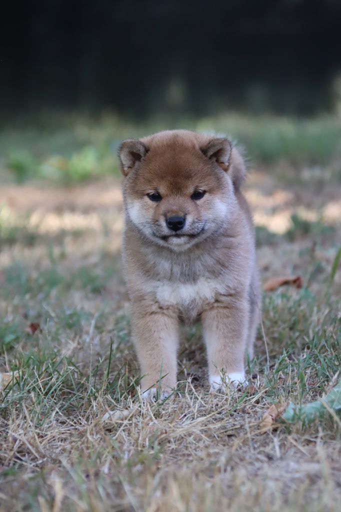 De Sibirska Utopia - Chiots disponibles - Shiba