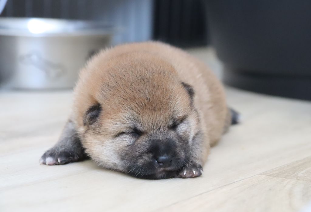 De Sibirska Utopia - Chiots disponibles - Shiba
