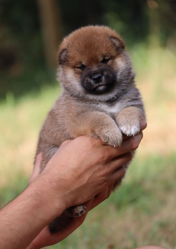 De Sibirska Utopia - Chiots disponibles - Shiba