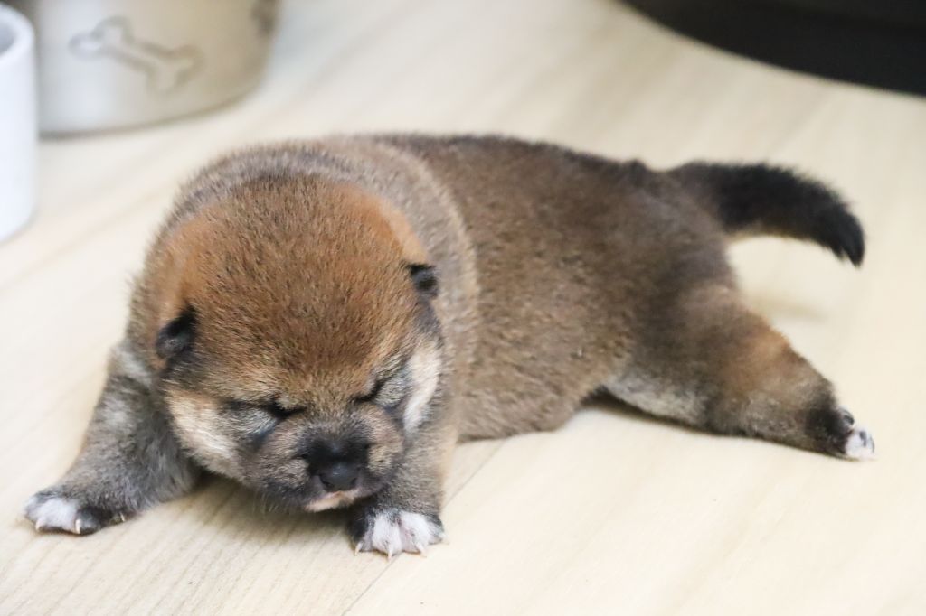 De Sibirska Utopia - Chiots disponibles - Shiba